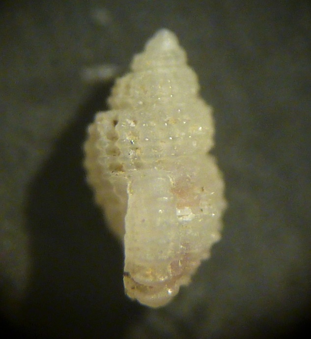 Alvania da determinare